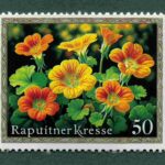 Kapuzinerkresse Briefmarke